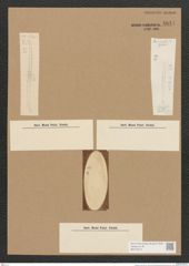 Surirella sp. (de-Toni-Nr.: Genus 53) Zeichnungen Sammlung Grunow Nr. 4844 (NHMW-BOT-W0373013)